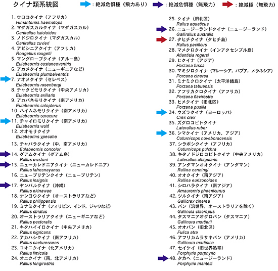 クイナ系統図